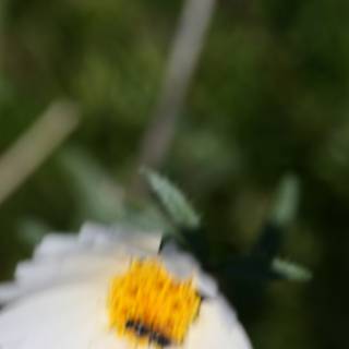 Bee Buzzing Around Daisy Petals