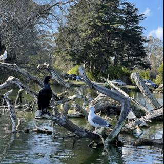 A Serene Scene of Birds on a Tree Branch in Stow Lake
