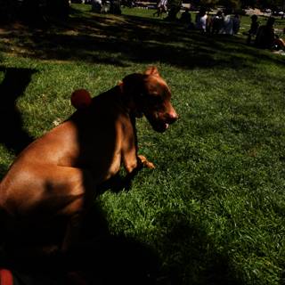 Delores Park Frolic: A Canine Rendezvous
