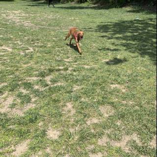Happy Pup in the Vista Hermosa Park