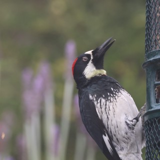 Acorn Woodpecker Feeding at Garden Bird Feeder