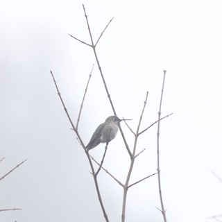 Anna's Hummingbird Perched on Bare Winter Branch