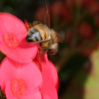 Buzzing Around a Red Geranium