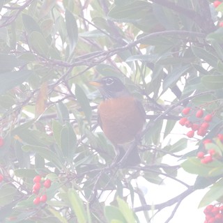 American Robin Foraging Among Red Winter Berries