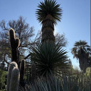 Towering Palms and Prickly Spines