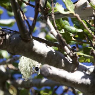 Morning Harmony Among the Branches