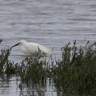 Graceful Moments in the Wetlands