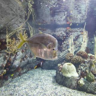 Colorful Fish in a Coral Reef Aquarium