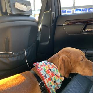 Stylish Dog Cushion Accessory in San Francisco
