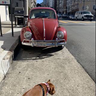 Curious Canine and Cool Car