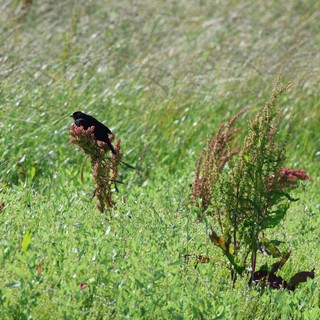 Red-Winged Blackbird Perched on Wild Dock Plant