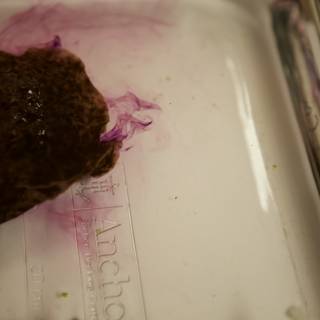 Mysterious Brown Critter in Purple Liquid