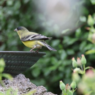 Lesser Goldfinch Perched on Garden Bird Bath