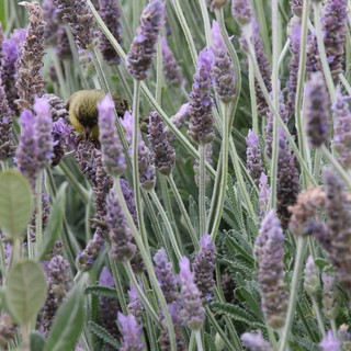 Bumblebee Foraging Among Purple Lavender Blooms