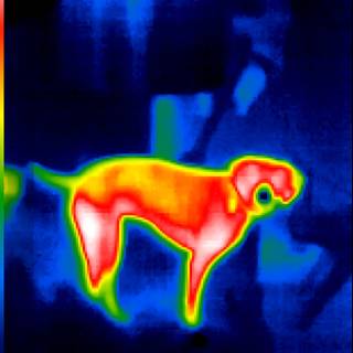Thermal Imaging of a Pet Dog