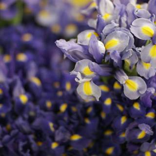 A Close-Up of Stunning Purple and Yellow Irises