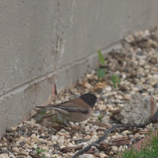 Sardinian Warbler Foraging in Gravel Garden
