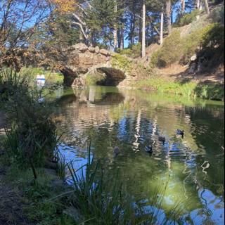 Serene Pond in Golden Gate Park