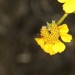 Bee and Bug on a Daisy