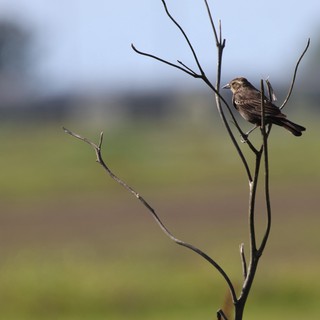 Solitary Sparrow Perched on Bare Branch at Dawn