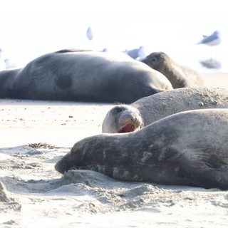 Elephant Seals Resting on Drakes Beach Sand