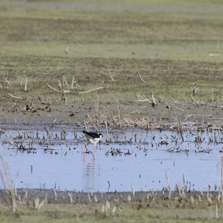 Black-necked Stilt Wading in Flooded Agricultural Field