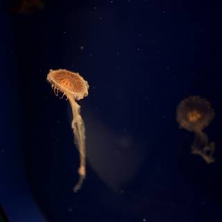 Mesmerizing Jellyfish in San Francisco Zoo Aquarium