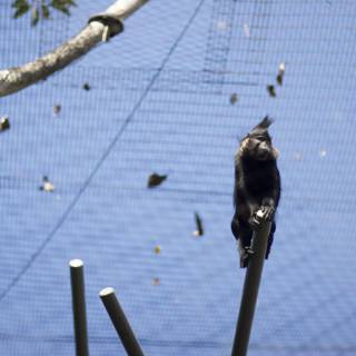 Blackbird Perching on Tree Branch