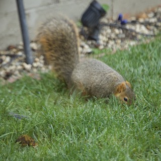 Fox Squirrel Foraging in Suburban Yard