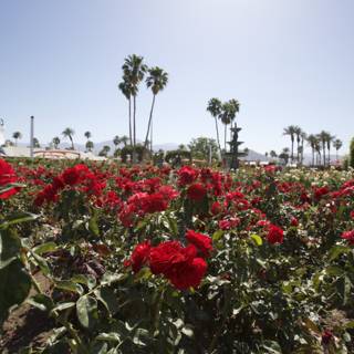 Red Roses in Bloom with Palm Trees