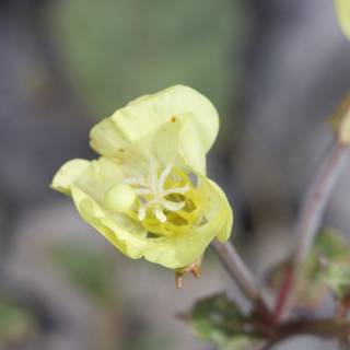 Yellow Geranium in Full Bloom
