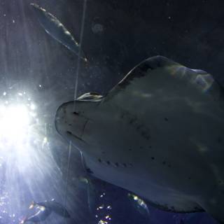 Majestic Underwater Ballet: Stingray and Companions