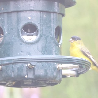 House Finch and Lesser Goldfinch Share Bird Feeder