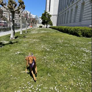 Playtime at San Francisco City Hall