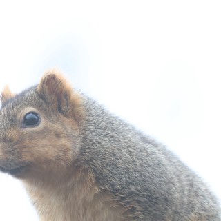 Alert Ground Squirrel Portrait in Soft Natural Light