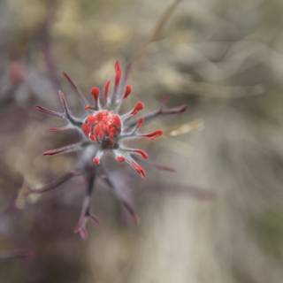 A Red Geranium Bud in Bloom