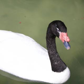 Black and White Swan Serenity