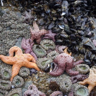 Vibrant Sea Stars and Mussels in Tidal Pool