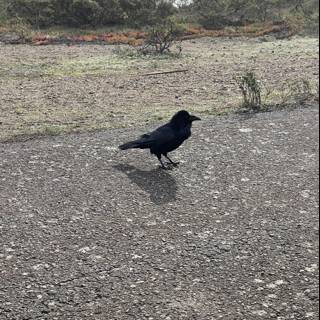 Solitary Crow