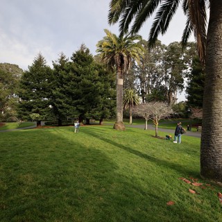 Palm Trees and Green Lawns at Peaceful Park