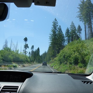 Forest Highway Drive Through Recovering Wilderness