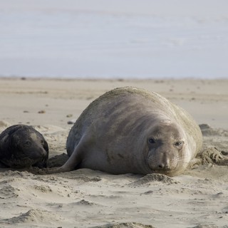 Elephant Seal Mother and Newborn Pup Resting on Beach