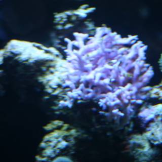Gorgeous Purple Coral in Underwater Aquarium