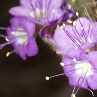 Purple Geranium Flower with Yellow Stamen