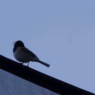 Songbird on a Wire