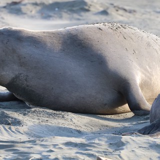 Elephant Seals Resting on Sandy Beach at Drake's Bay