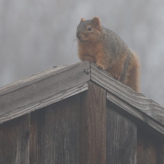 Fox Squirrel Perched on Wooden Birdhouse in Fog