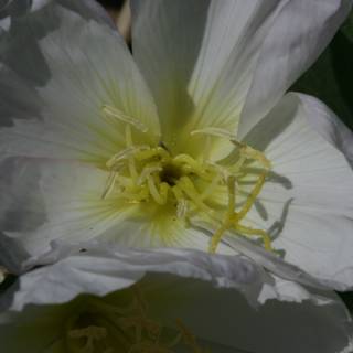 White Lily Blossom with Yellow Stamens