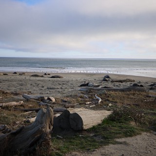 Elephant Seals Resting on Drakes Beach at Dusk