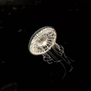 Tranquil Jellyfish